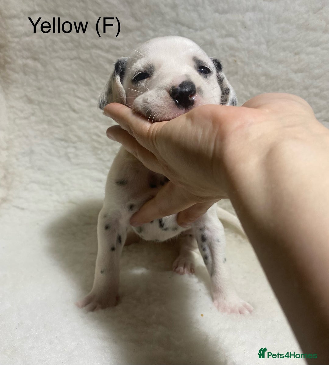 Dalmatian dogs for sale: Stunning KC dalmation puppies for sale! - Image 11