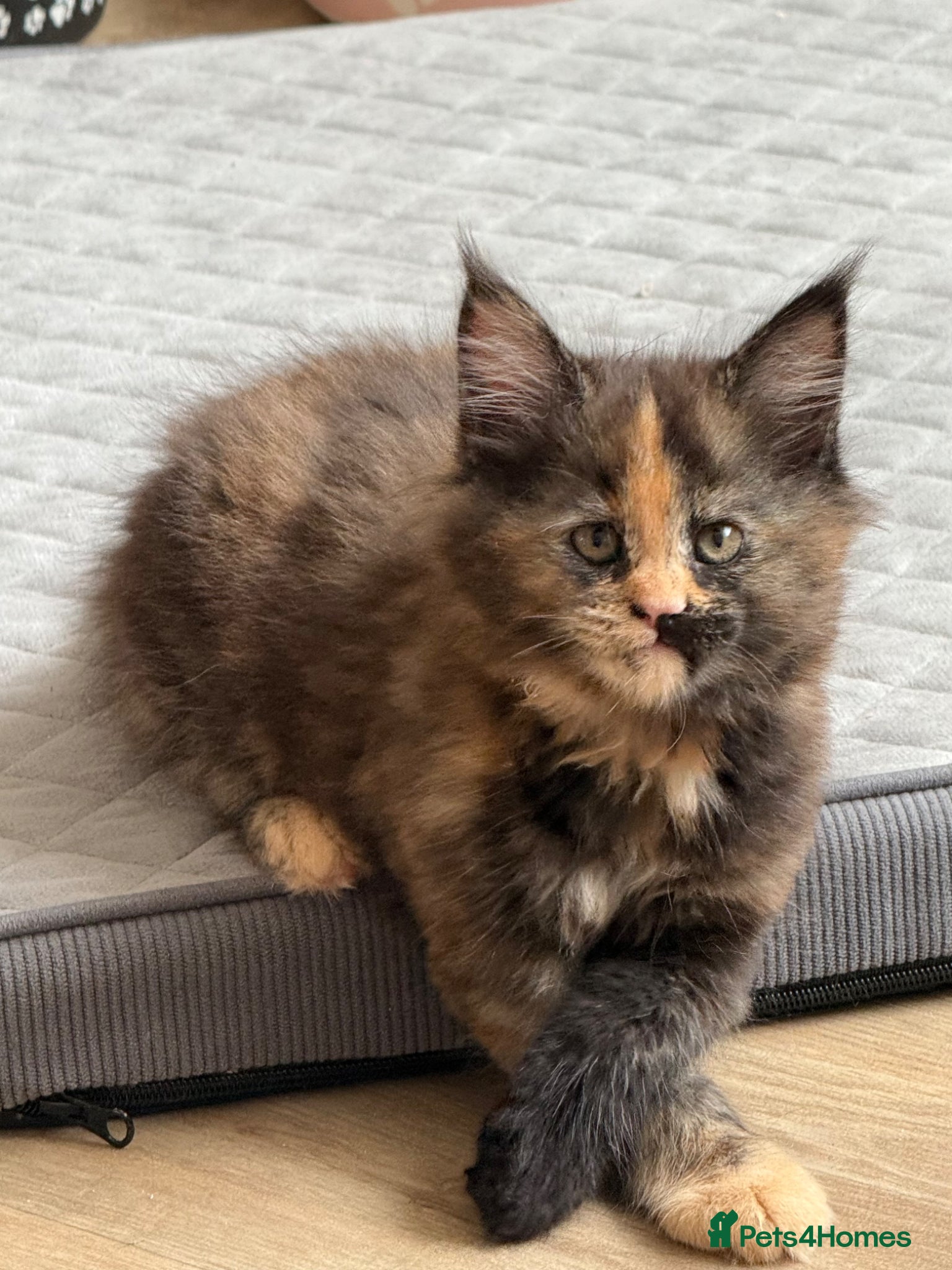 Maine Coon cats Stunning XL Maine Coon Kittens - Advert 8