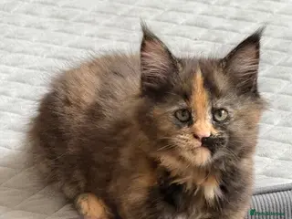 Maine Coon cats Stunning XL Maine Coon Kittens - Advert 5