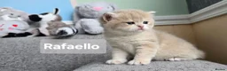 British Shorthair cats for sale: Pedigree golden British shorthair  - Advert 5