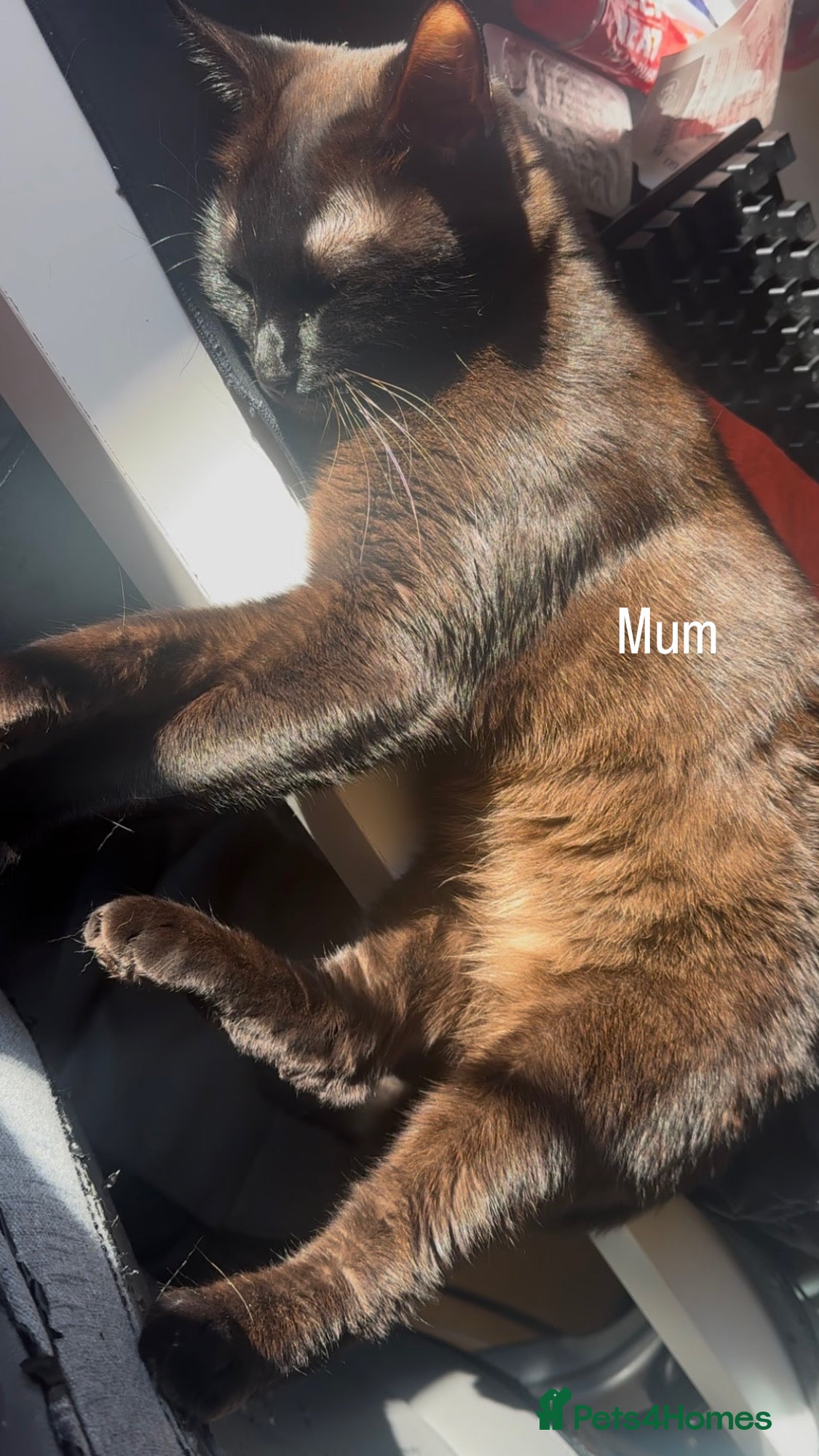 Ragdoll cats STUNNING RAGAMESE (RAGDOLL-SIAMESE) KITTENS - Advert 7