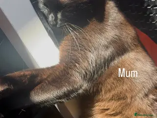 Ragdoll cats STUNNING RAGAMESE (RAGDOLL-SIAMESE) KITTENS - Advert 7