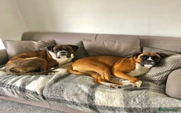 Boxer dogs for sale: POTENTIAL Re-home   - Image 4