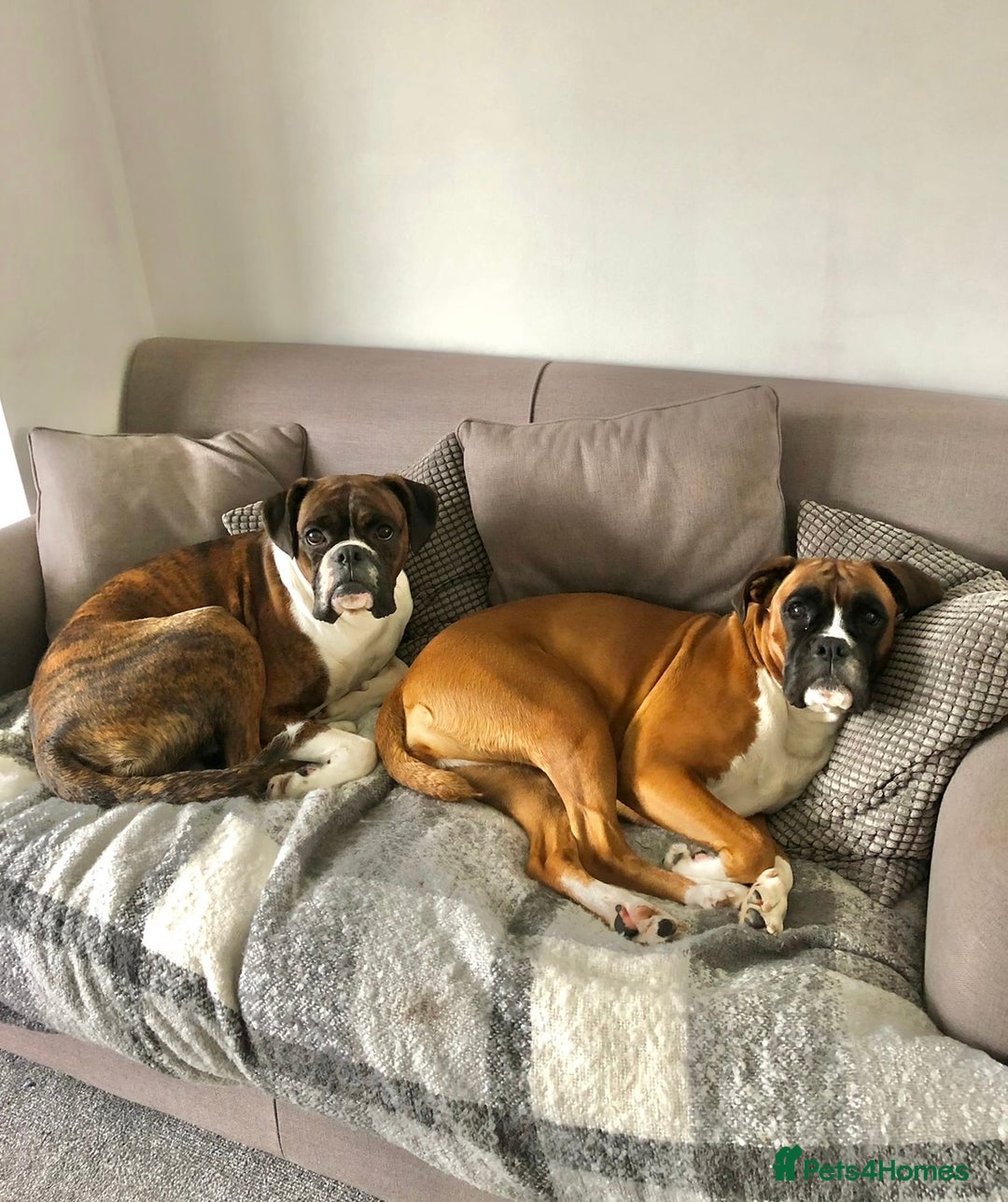 Boxer dogs for sale: POTENTIAL Re-home   - Image 4