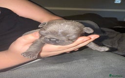 French Bulldog dogs for sale: Female French bulldog puppies - Advert 11