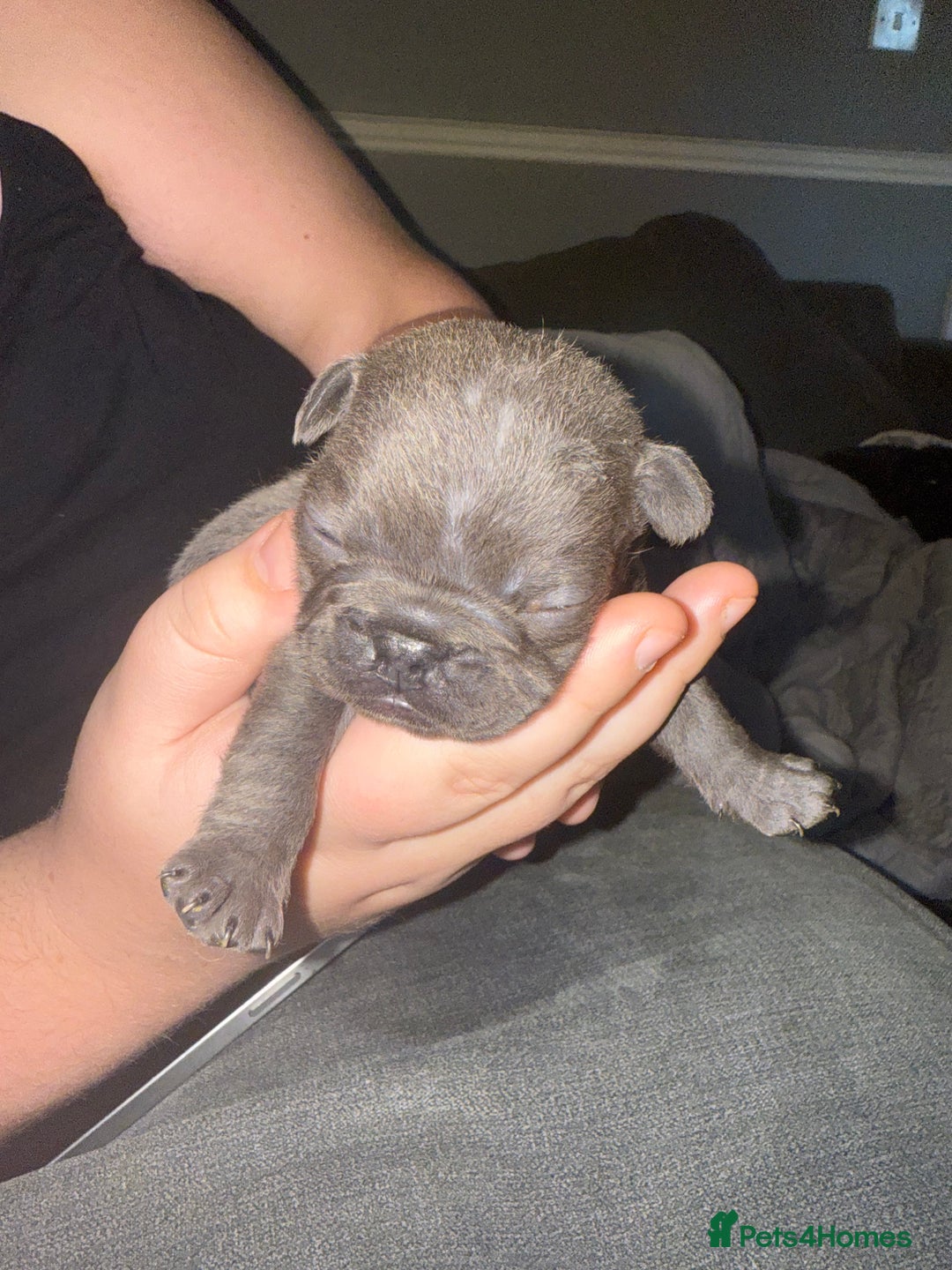 French Bulldog dogs for sale: Female French bulldog puppies - Advert 11