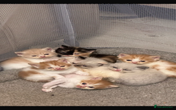 Persian cats for sale: Persian Kittens for sale - Image 1