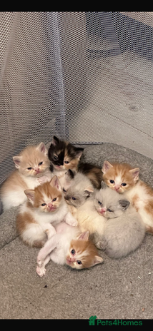 Persian cats - Advert 1