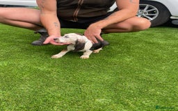 Basset Hound dogs for sale: Basset hound puppies for sale - Image 23