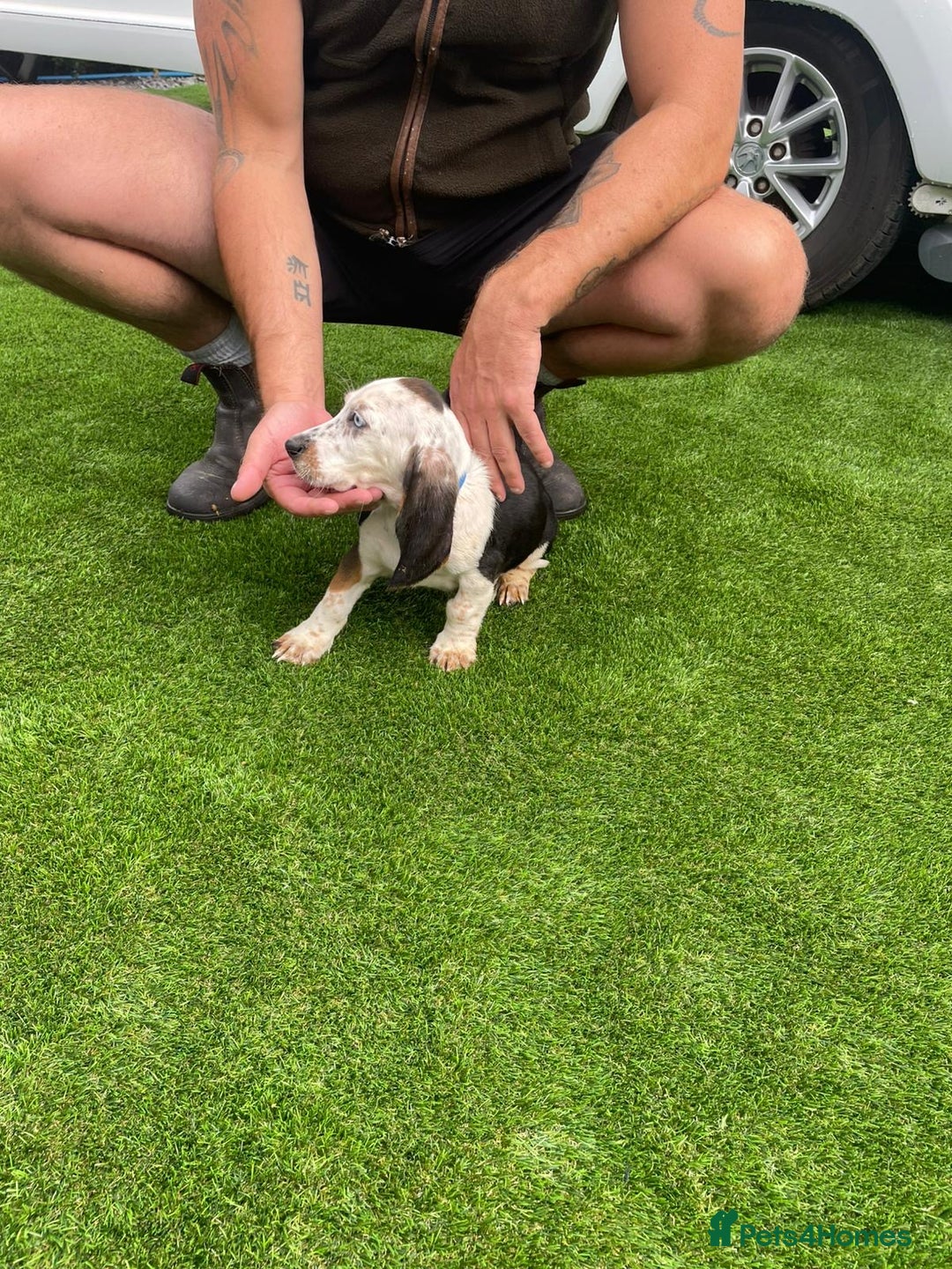 Basset Hound dogs for sale: Basset hound puppies for sale - Image 23