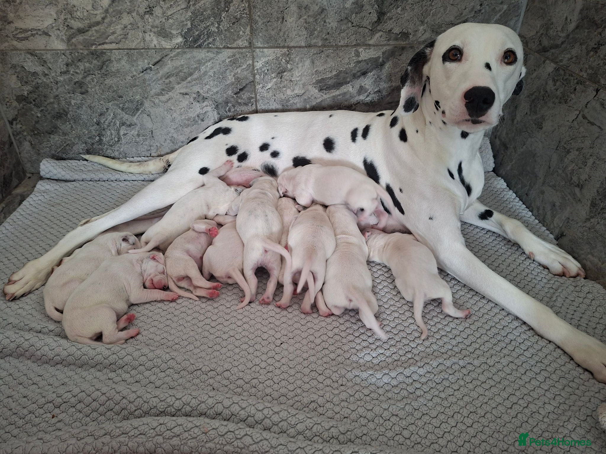 Dalmatian dogs Dalmatian pups - Advert 3