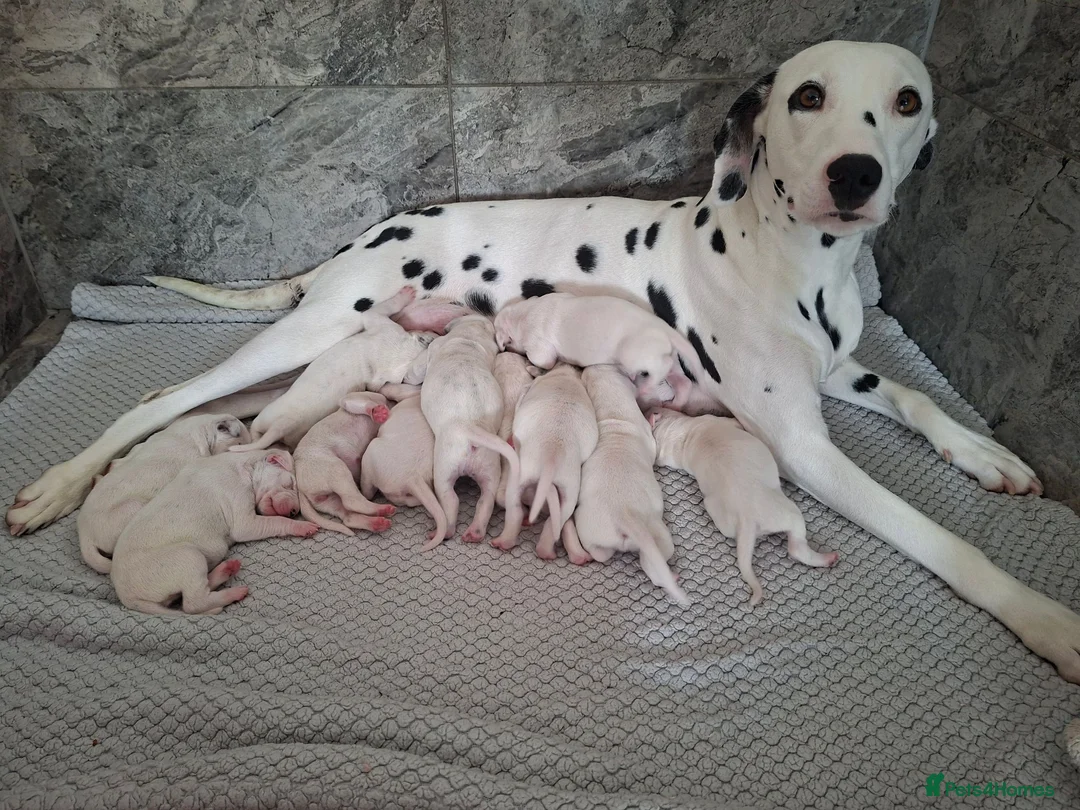 Dalmatian dogs for sale: Dalmatian pups in Liverpool - Advert 1