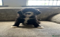 Goldendoodle dogs for sale: Beautiful doodles looking for forever homes - Image 1