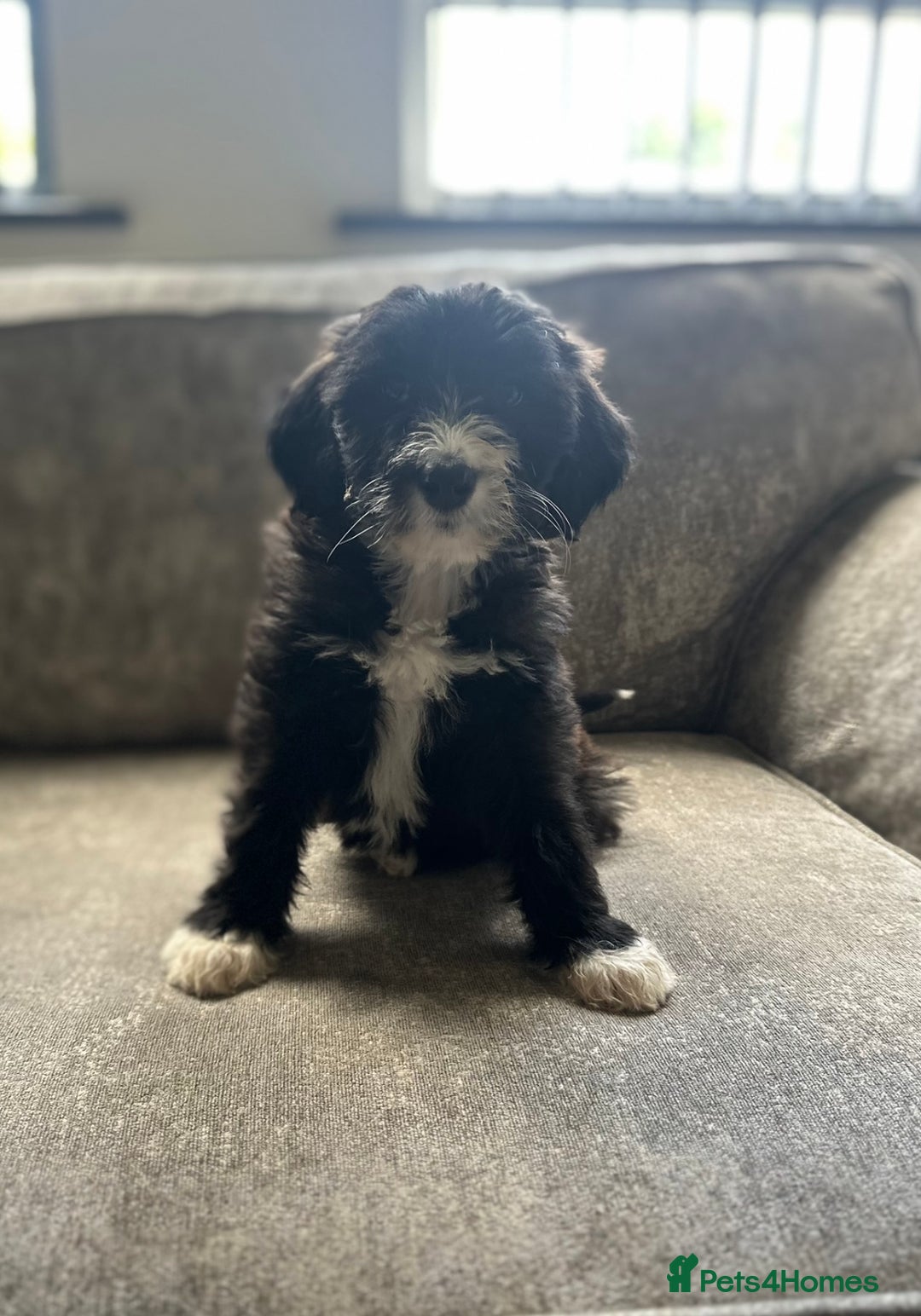 Goldendoodle dogs for sale: Beautiful doodles looking for forever homes - Image 1