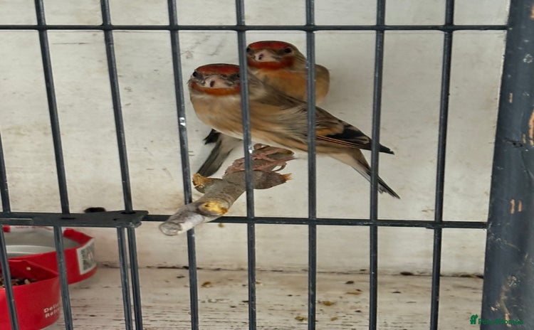 Finches birds - Advert 1