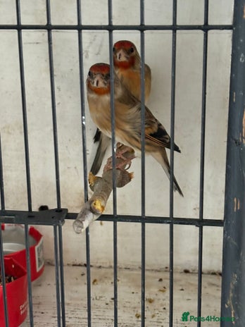 Finches birds - Advert 2