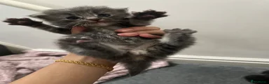 Domestic shorthair 