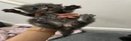 Domestic Shorthair cats for sale: 4 beautiful kittens looking for a forever home - Advert 17
