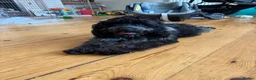 Cockapoo dogs for sale: Blue Roan Cockapoo  - Advert 10