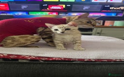 Bengal cats for sale: 🔥🏆OUTSTANDING SHOW BENGALS… READY 26th AUGUST💯 - Image 27