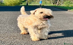 Soft Coated Wheaten Terrier dogs for sale: Beautiful Quality Soft Coated Wheaten Terriers  - Image 4