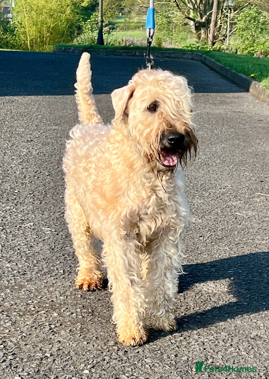 Soft Coated Wheaten Terrier dogs for sale: Beautiful Quality Soft Coated Wheaten Terriers  - Image 4