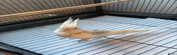 Cockatiels birds for sale: BEAUTIFUL RARE COCKTIEL FOR SALE!! - Advert 6