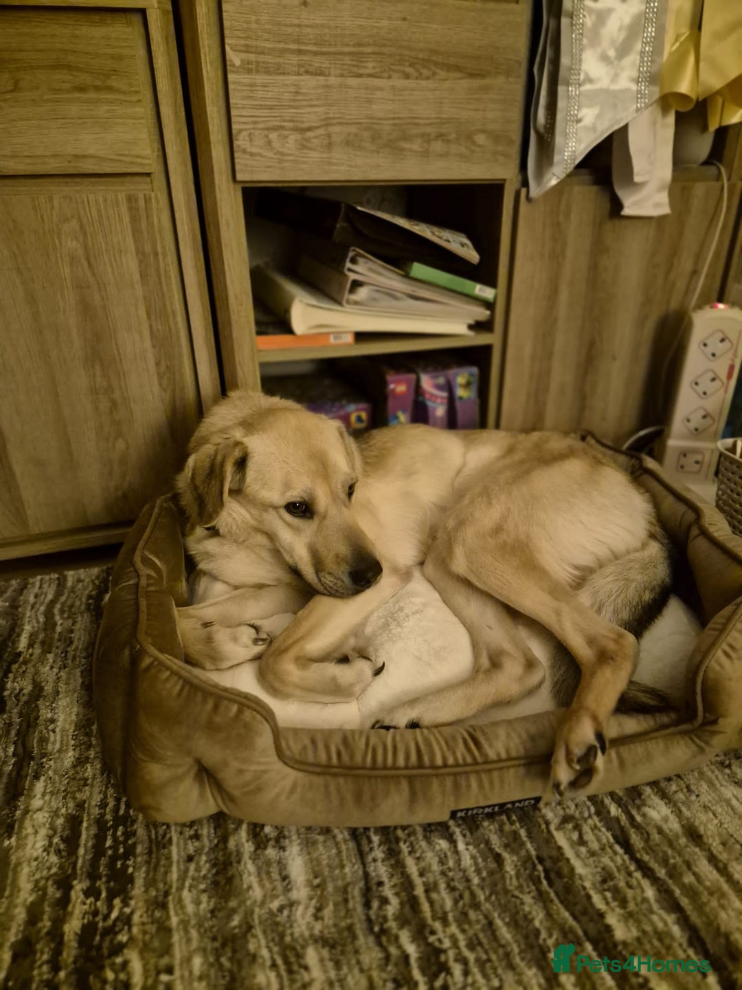 Mixed Breed dogs for adoption: 💙RUFUS💙- Young, Misunderstood, Fading In Kennels - Advert 7