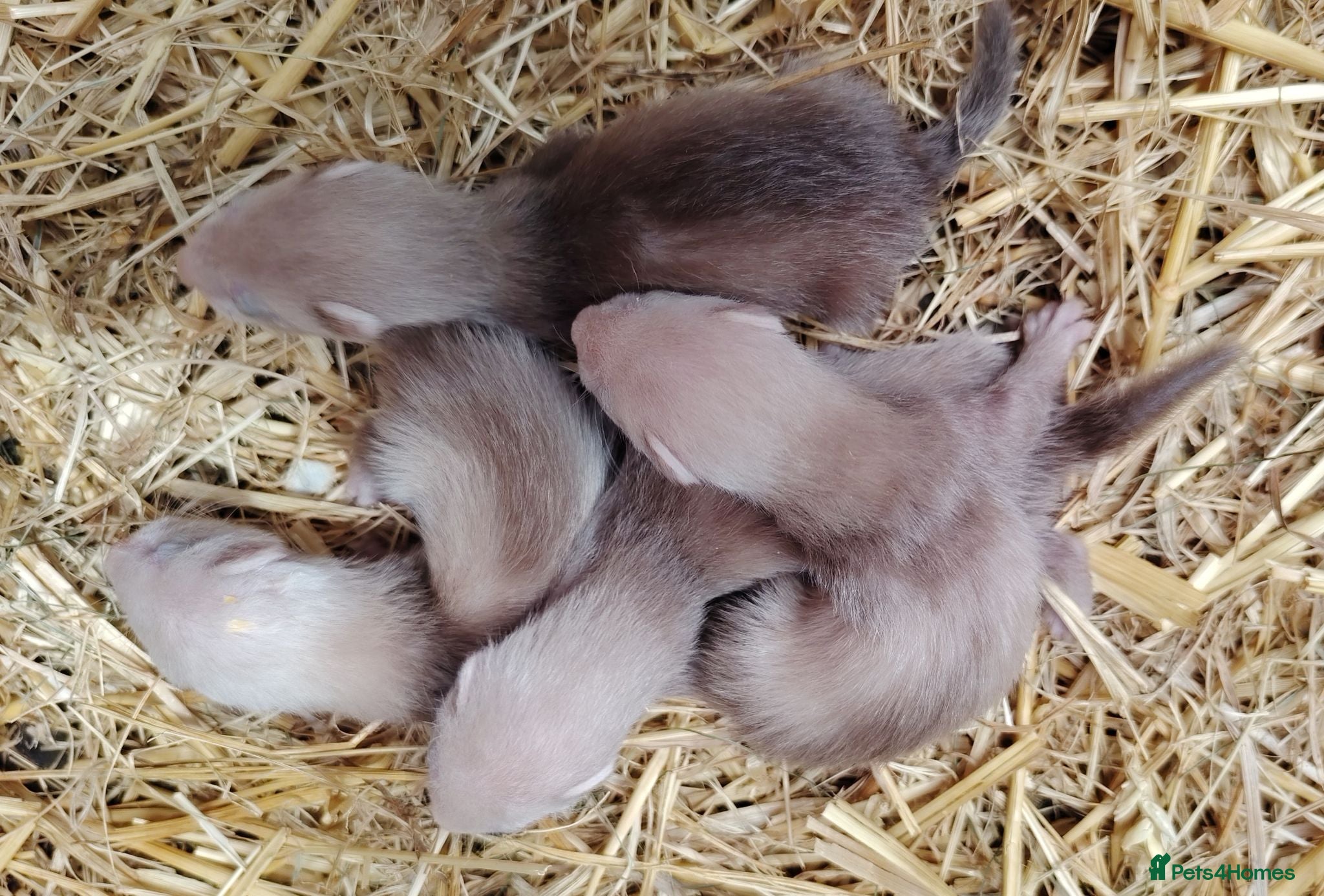 Ferret rodents Beautiful Ferret kits (half Angora)  - Advert 2