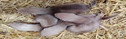 Ferret rodents for sale: Beautiful Ferret kits (half Angora)  - Advert 2