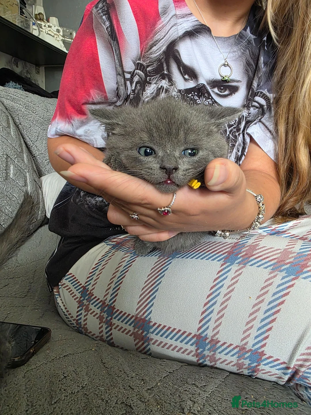 British Shorthair cats for sale: BSH cross kittens pure grey ready now - Advert 2