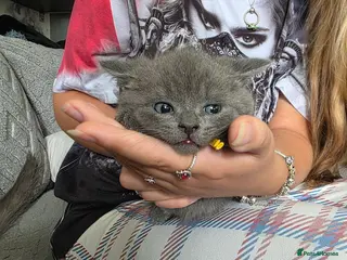 British Shorthair cats BSH cross kittens pure grey ready now - Advert 4