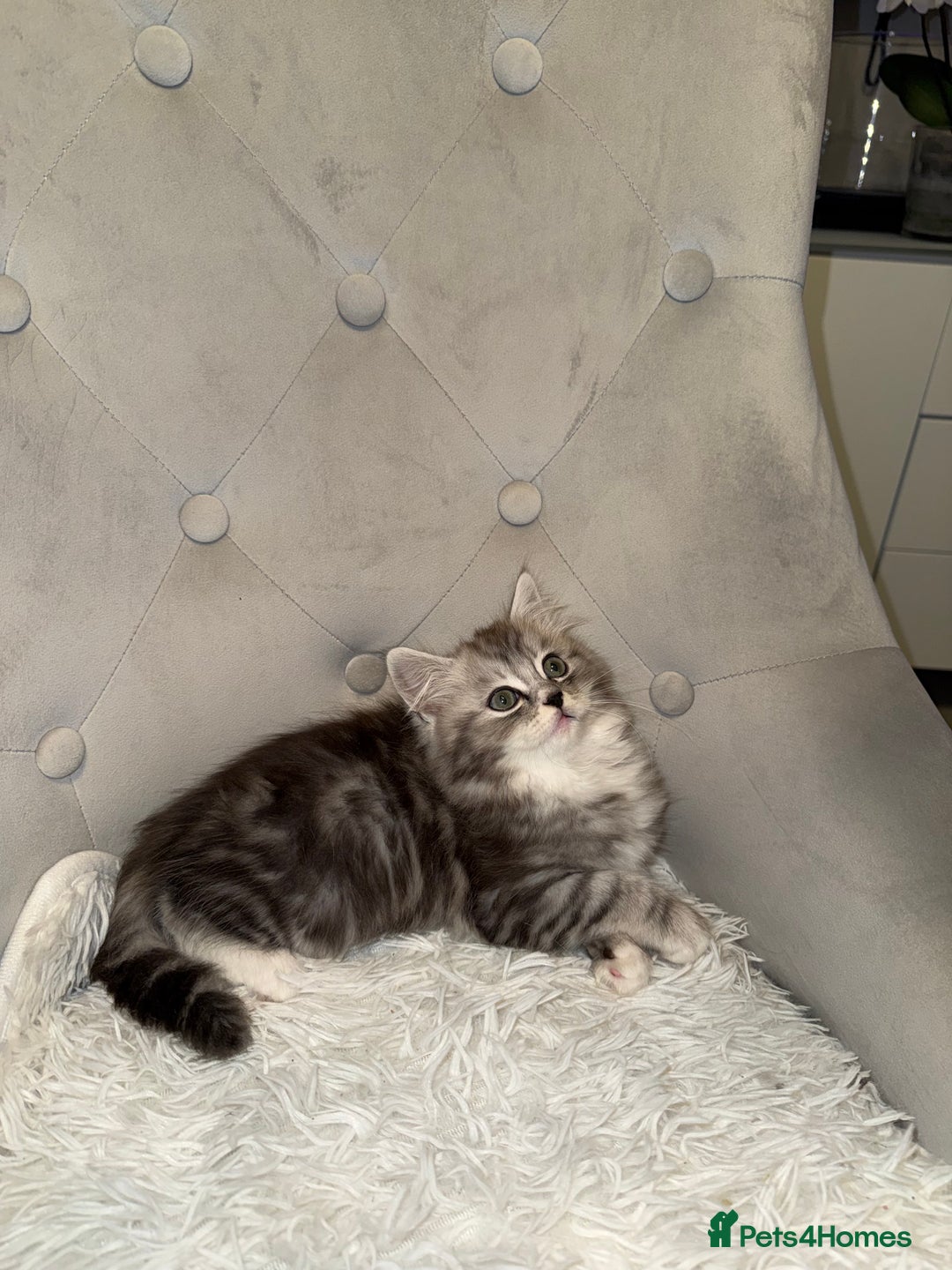 Persian cats for sale: persian x ragdoll kittiens - Advert 7