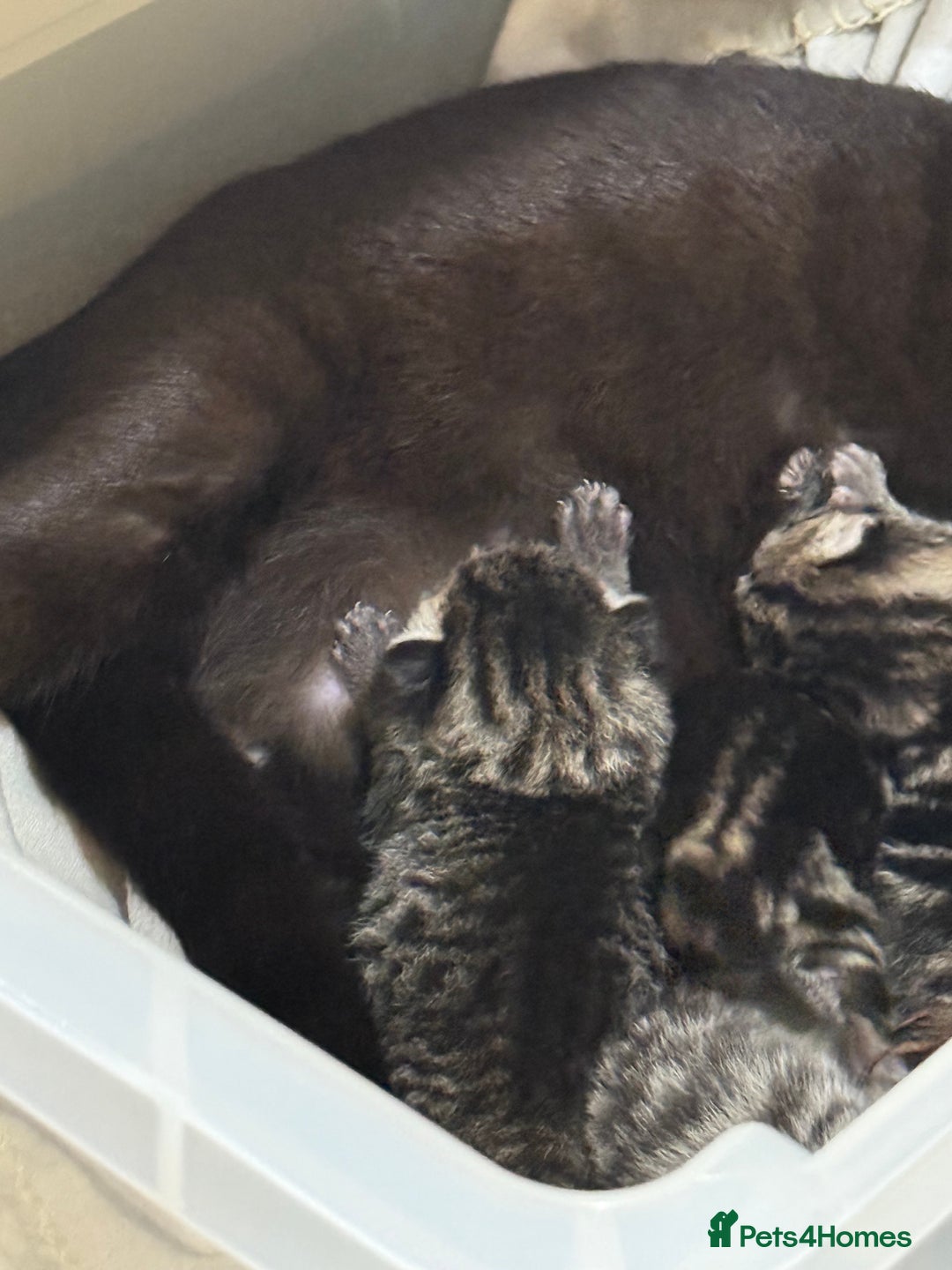 Domestic Shorthair cats for sale: Tabby x domestic short hair  - Image 5