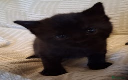Mixed Breed cats for sale: 2 beautiful kittens.  - Image 5