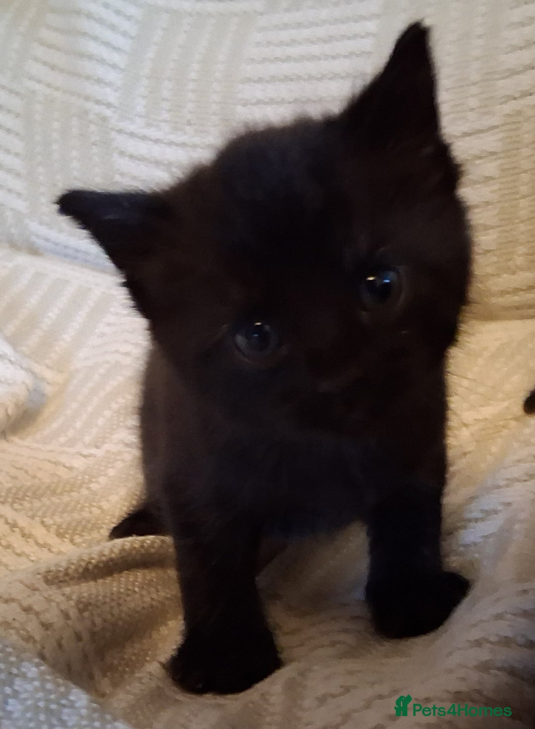 Mixed Breed cats for sale: 2 beautiful kittens.  - Image 5