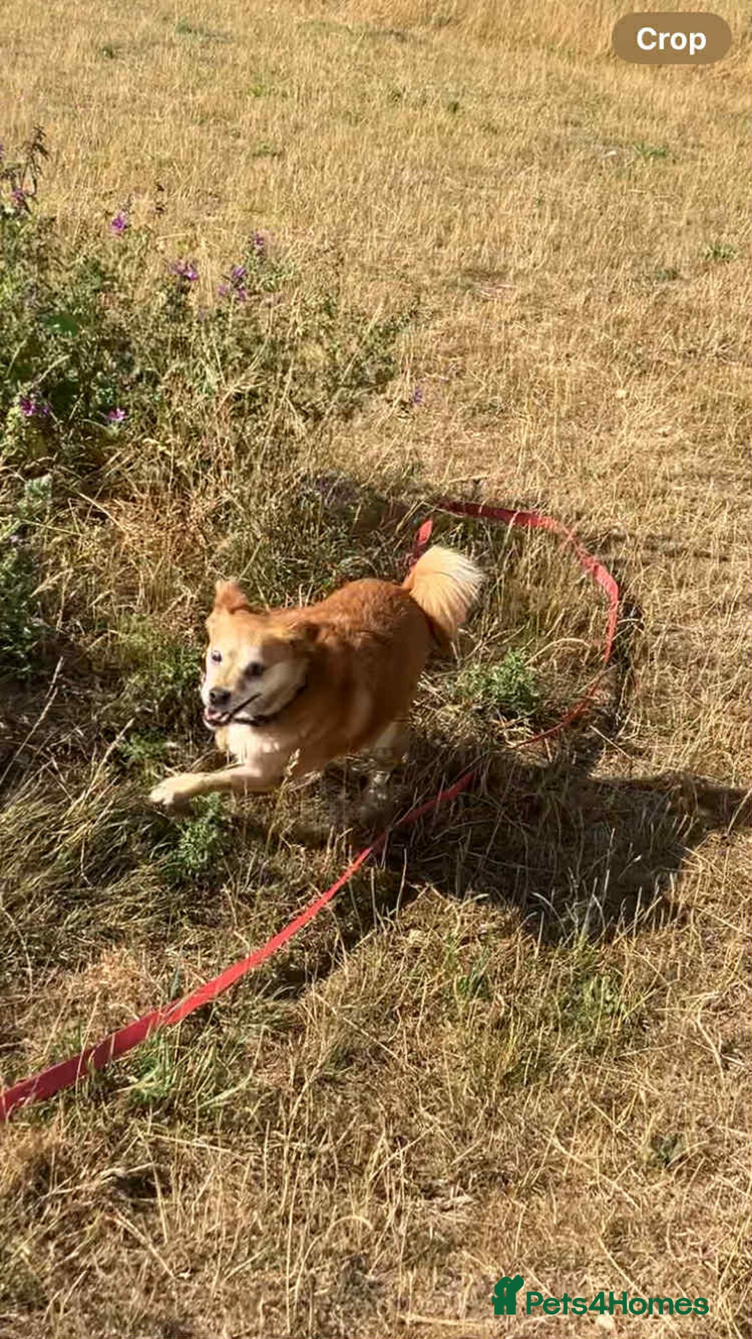 Mixed Breed dogs for adoption: Geoffrey - Kings Lynn Norfolk  - Image 3