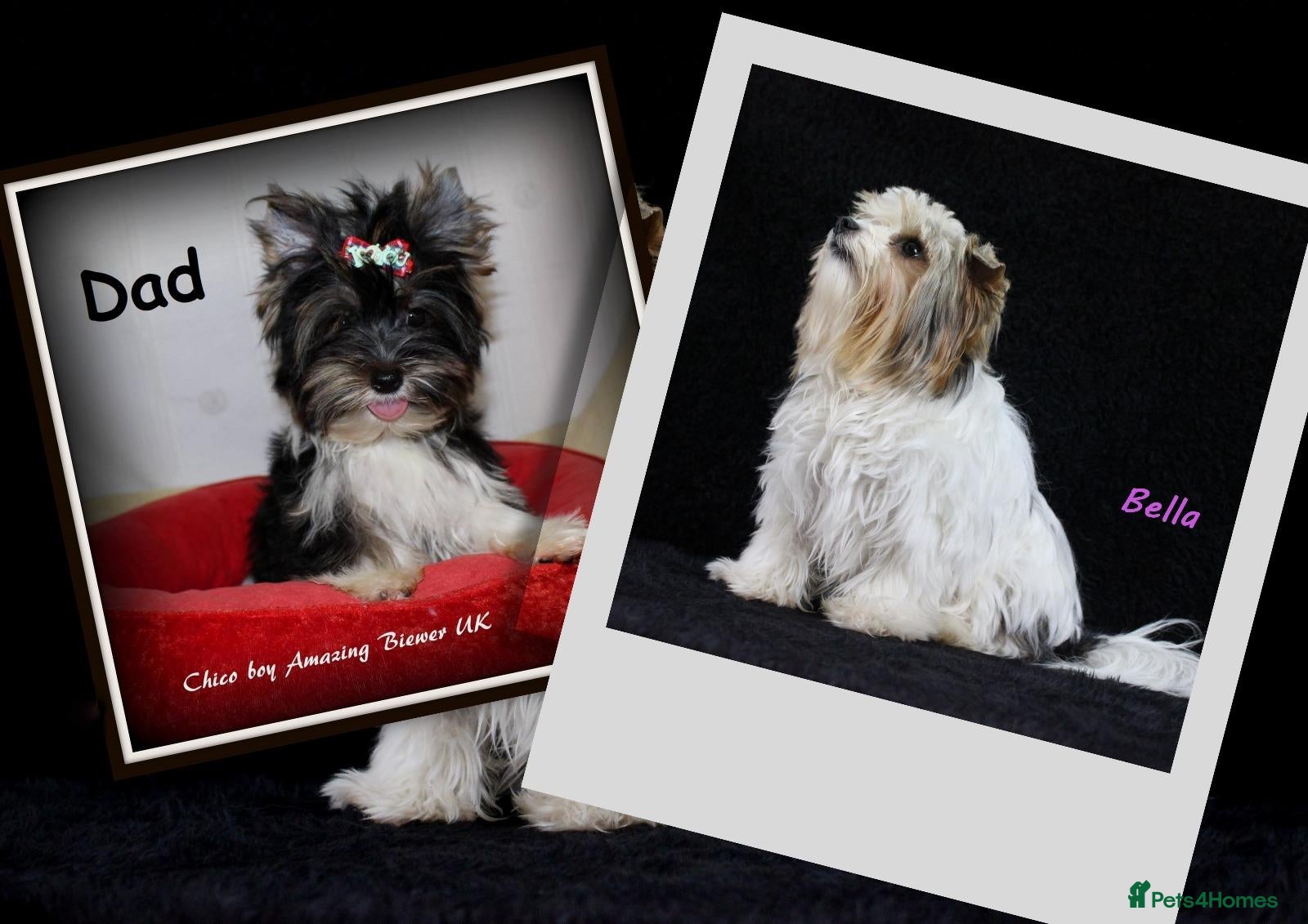 Biewer Terrier dogs ✨Stunning Biewer Yorkshire Terriers Ready Dec 26 ✨ - Advert 2