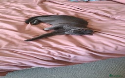 Russian Blue cats for sale: 2 close littermates, pure Russian blues + papers  - Image 5