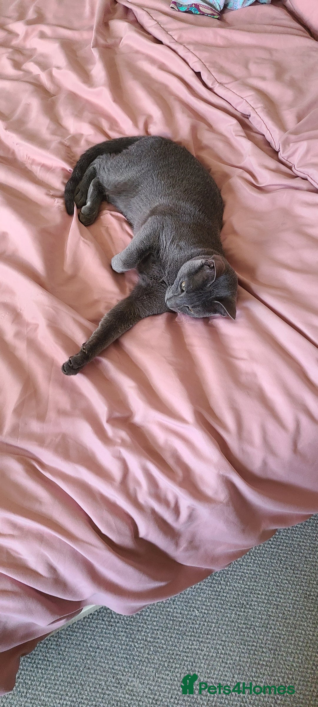 Russian Blue cats for sale: 2 close littermates, pure Russian blues + papers  - Image 5
