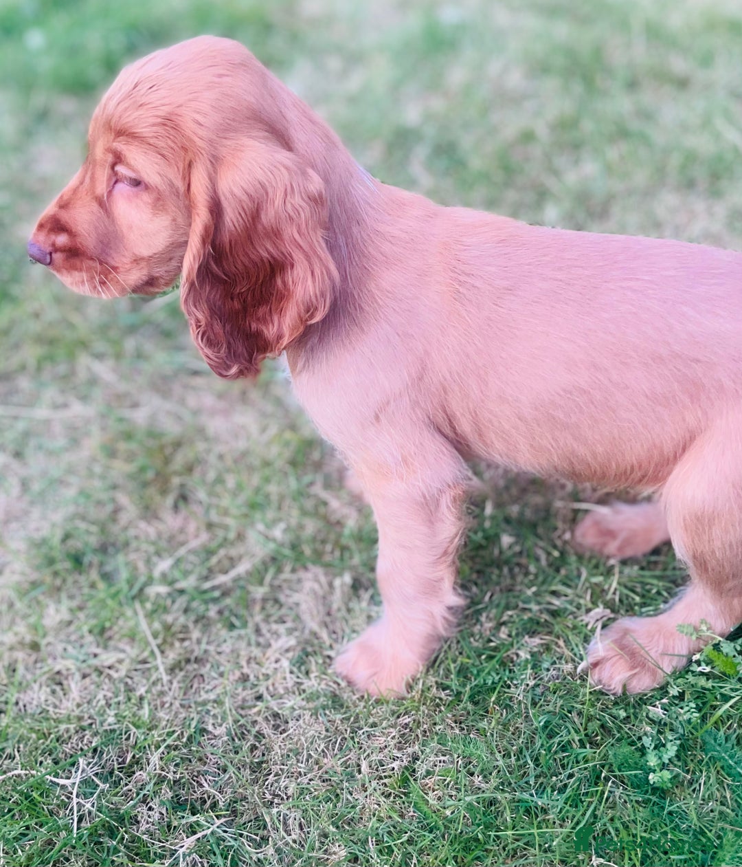 Cocker Spaniel dogs for sale: 1 Simply gorgeous Male Cocker Spaniel left 🐶⭐️🐶 - Image 11