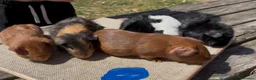 Guinea Pig rodents for sale: Beautiful baby guinea pigs. Golden, FUNKY, Swiss - Advert 3