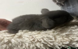 Mini Lop rabbits for sale: READY NOW BOYS - Image 5