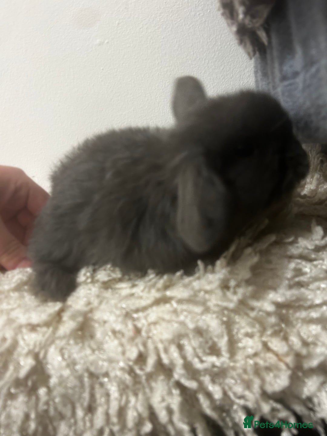 Mini Lop rabbits for sale: READY NOW BOYS - Image 5