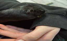 Gerbil rodents for sale: Female Gerbil for rehoming - Image 4