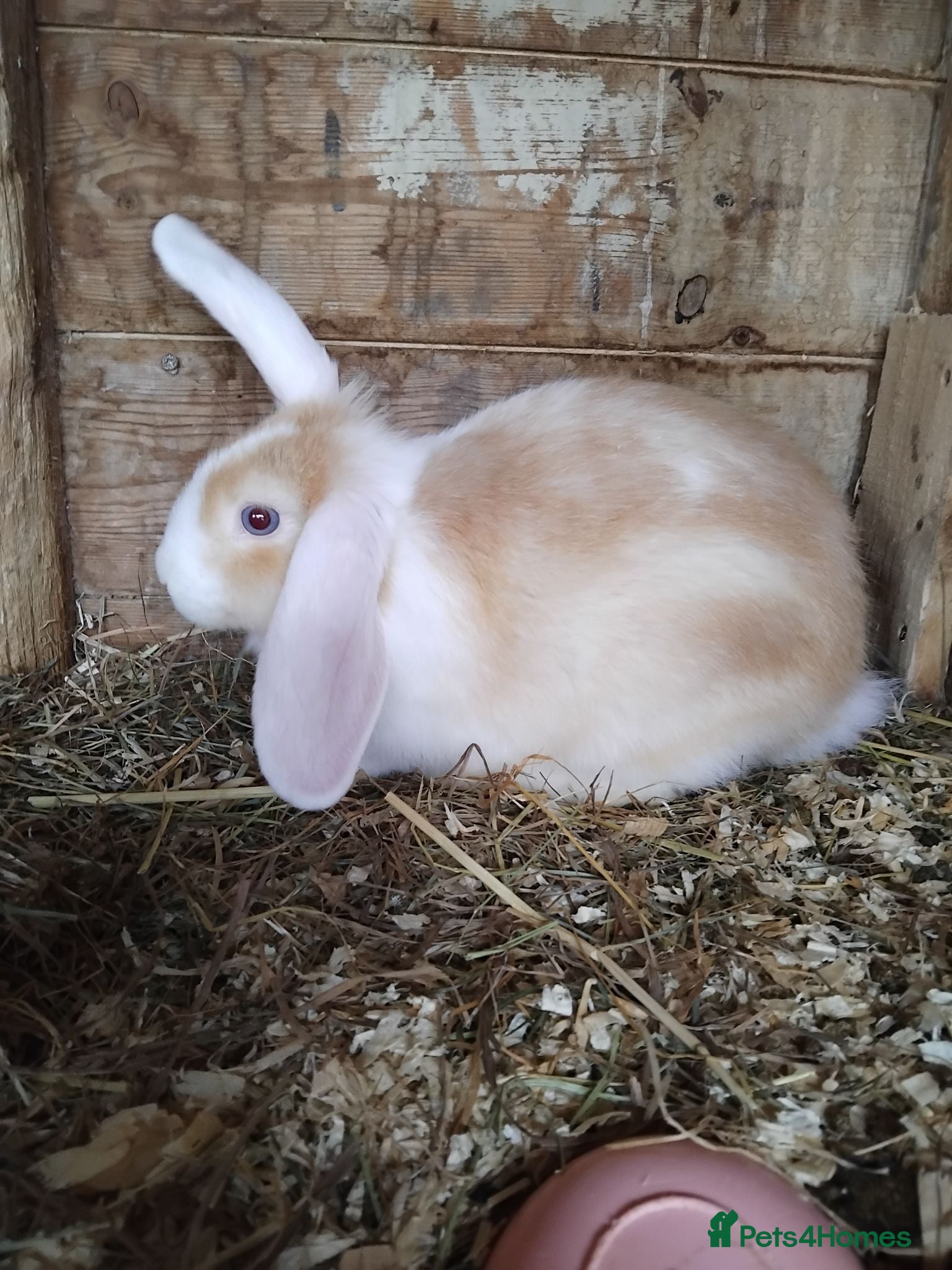 Dwarf Lop rabbits Baby lops - Advert 4
