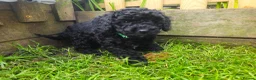 Cockapoo dogs for sale: Cockapoo F2 - Advert 24