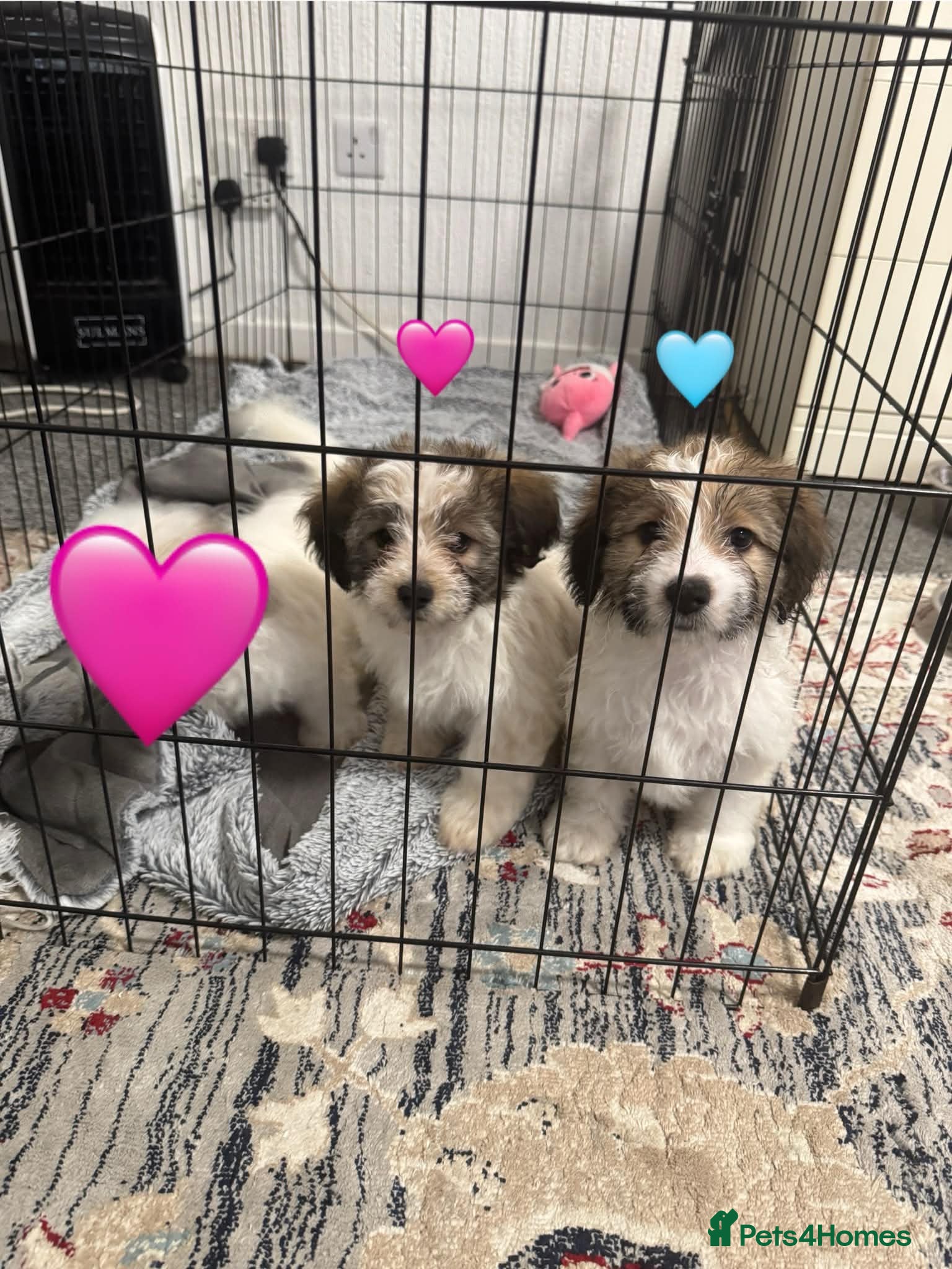 Mixed Breed dogs Bichon Havanese mixed puppies  - Advert 1