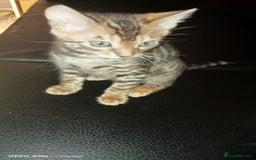 Bengal cats for sale: Best of Bengal - Image 10