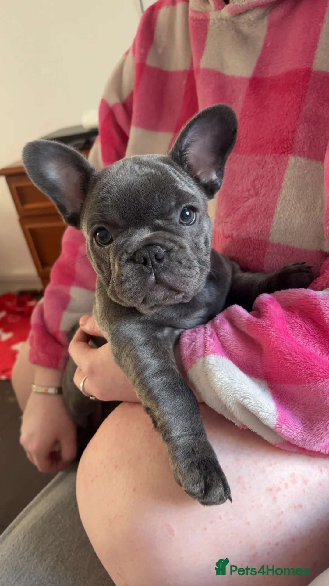French Bulldog dogs for sale: Beautiful bitch 9 weeks  - Advert 2